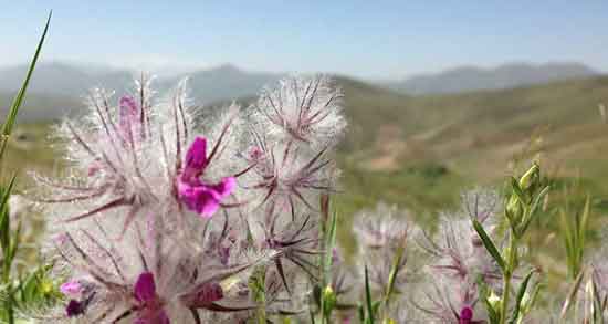 عوارض گل کوفته ؛ مضرات مصرف گل کوفته برای کودکان چیست