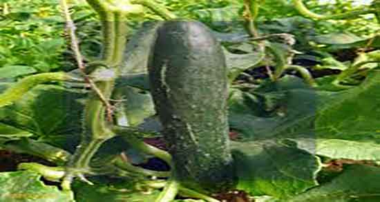 عکس خیار سبز و تصویر خیار سبز روی بوته در فروشگاهای اینترنتی عکس خیار سبز ؛ تصویر خیار سبز روی بوته در فروشگاهای اینترنتی