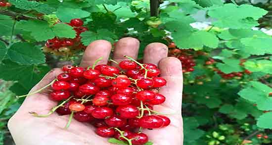 عکس درخت قره قاط ؛ تصویر درخت قره قاط در زمین های کشاورزی