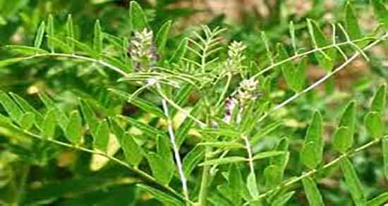 عکس ریشه شیرین بیان و عکس عصاره ریشه شیرین بیان چگونه است عکس ریشه شیرین بیان ؛ عکس عصاره ریشه شیرین بیان چگونه است