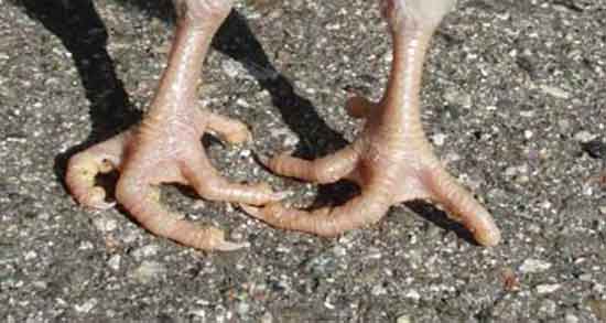 عکس پای مرغ و تصویر عکس پای مرغ پاک شده در فروشگاها چیست عکس پای مرغ ؛ تصویر عکس پای مرغ پاک شده در فروشگاها چیست