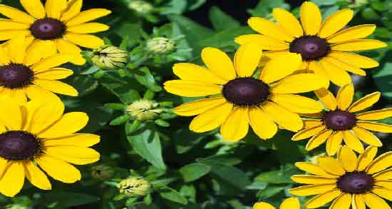 عکس گل سیب زمینی ترشی ؛ آیا می دانید گل سیب زمینی ترشی چگونه است؟