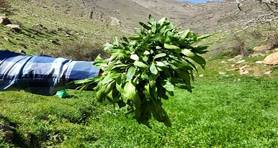 غازیاغی برای چی خوبه ؛ مصرف گیاه غازیاغی برای درمان بی خوابی
