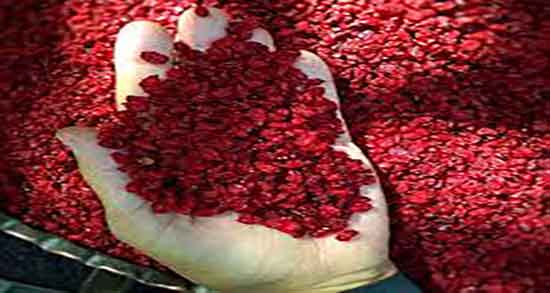 فرق زرشک کوهی با زرشک معمولی و فرق بین زرشک کوهی و معمولی فرق زرشک کوهی با زرشک معمولی ؛ فرق بین زرشک کوهی و معمولی