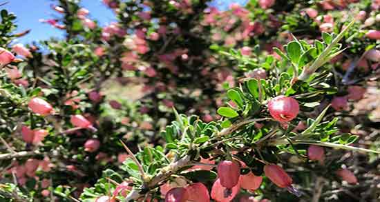 فصل برداشت انزروت و چه موقع از سال میتوان انزروت را برداشت کرد فصل برداشت انزروت ؛ چه موقع از سال میتوان انزروت را برداشت کرد