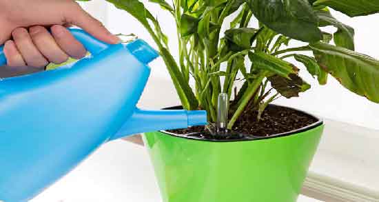 فواید آب برنج برای گیاهان و رشد بهتر گیاهان با استفاده از آب برنج فواید آب برنج برای گیاهان ؛ رشد بهتر گیاهان با استفاده از آب برنج