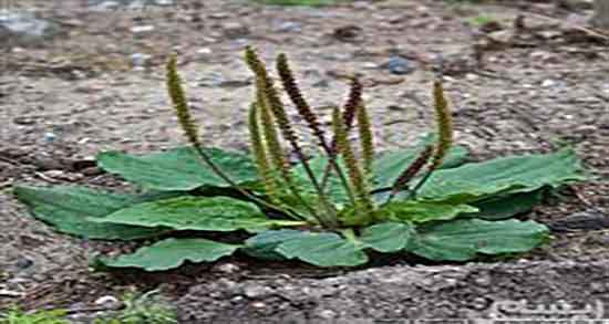 فواید بارهنگ برای روده ؛ خواص مصرف بارهنگ برای روده تحریک پذیر