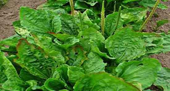 فواید بارهنگ برای کبد و استفاده از بارهنگ برای رفلاکس معده فواید بارهنگ برای کبد ؛ استفاده از بارهنگ برای رفلاکس معده