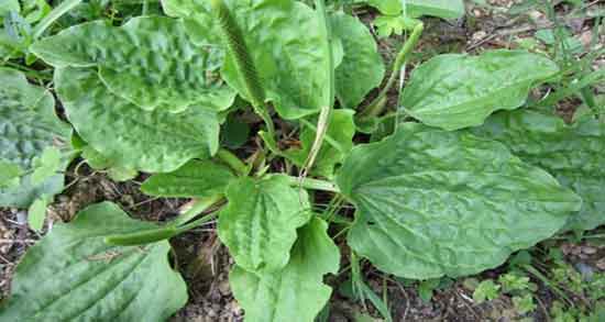 فواید بارهنگ و نعنا و خواص مصرف بارهنگ و عرق نعنا برای لاغری فواید بارهنگ و نعنا ؛ خواص مصرف بارهنگ و عرق نعنا برای لاغری