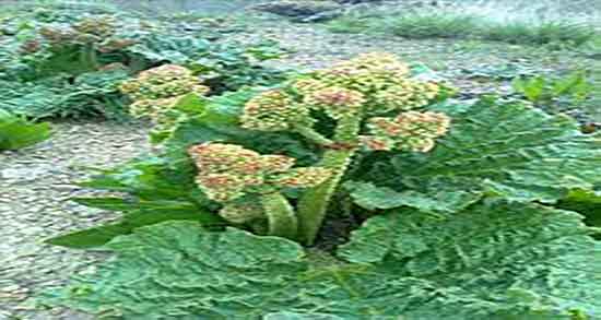 فواید برگ ریواس و خواص برگ ریواس برای تقویت ریشه موی اسیب دیده فواید برگ ریواس ؛ خواص برگ ریواس برای تقویت ریشه موی اسیب دیده