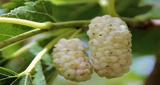 فواید توت برای جنین ؛ خاصیت استفاده از توت برای تقویت جنین زنان