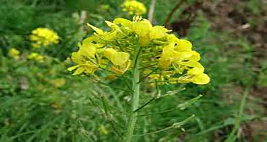 فواید خردل برای صورت و خواص مصرف خردل برای پوست صورت چیست فواید خردل برای صورت ؛ خواص مصرف خردل برای پوست صورت چیست