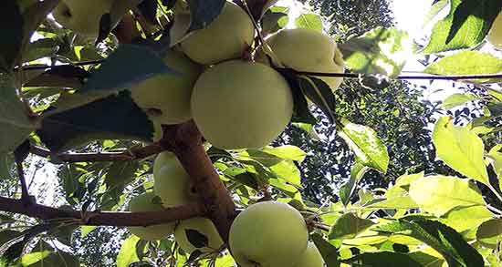 فواید خوردن سیب ناشتا برای پوست ؛ ایا سیب برای زیبایی پوست خوبه