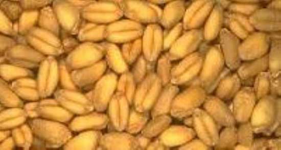 فواید خوردن گندم برشته در بارداری ؛ ایا مصرف گندم برشته برای جنین مفیده