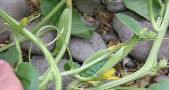 فواید خیار چنبر برای نوزاد و خواص استفاده از خیار چنبر در تغذیه نوزاد فواید خیار چنبر برای نوزاد ؛ خواص استفاده از خیار چنبر در تغذیه نوزاد