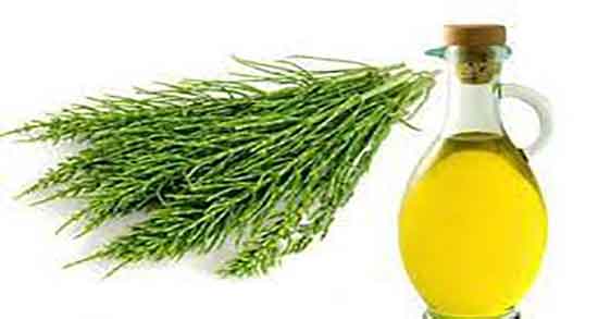 فواید دم اسب برای مو ؛ خاصیت استفاده از دم اسب برای تقویت ریشه مو