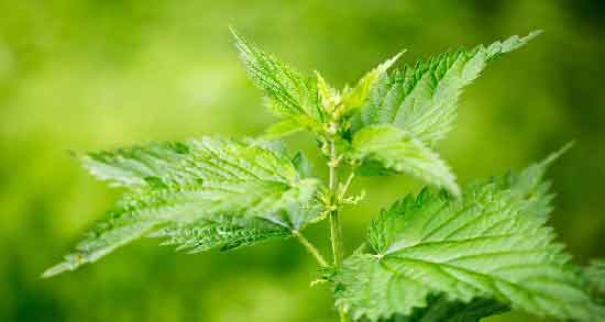 فواید دمنوش گزنه برای زنان ؛ تاثیر مصرف دمنوش گزنه برای درمان عفونت رحم