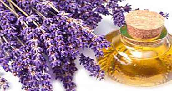 فواید روغن اسطوخودوس برای مژه ؛ فواید و مضرات روغن اسطوخودوس