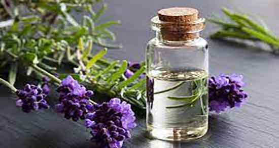 فواید روغن اسطوخودوس چیست ؛ چکاندن روغن اسطوخودوس در بینی