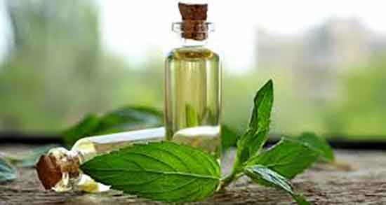 فواید روغن درخت چای برای پوست چرب ؛ روغن درخت چای برای پسوریازیس