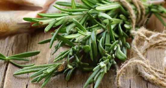 فواید روغن رزماری چیست و آشنایی با خواص و فواید دارویی روغن رزماری فواید روغن رزماری چیست ؛ آشنایی با خواص و فواید دارویی روغن رزماری