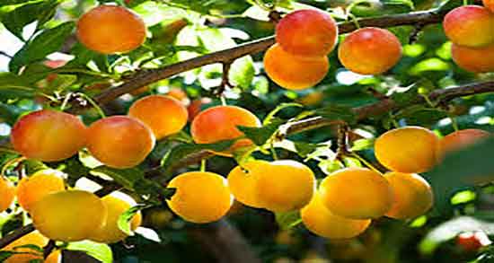 فواید زردآلو برای لاغری و خواص برگه زردآلو برای چربی سوزی شکم فواید زردآلو برای لاغری ؛ خواص برگه زردآلو برای چربی سوزی شکم