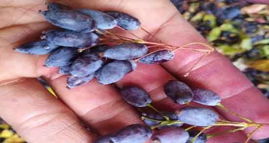 فواید زرشک کوهی با عناب ؛ خواص مصرف زرشک کوهی و عناب چیست