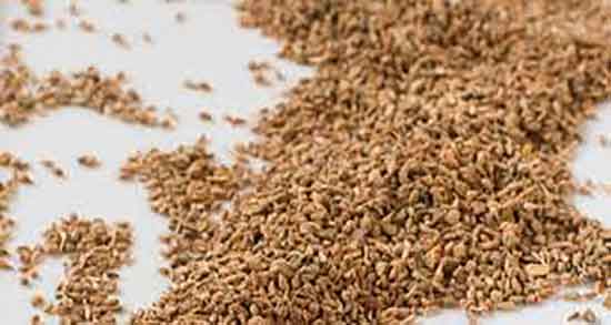 فواید زنیان برای لاغری ؛ ایا از گیاه زنیان میتوان برای لاغری استفاده کرد