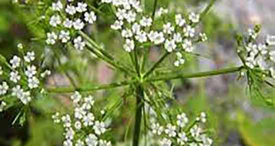 فواید زنیان ؛ خواص مصرف زنیان از نظر طب سنتی چیست