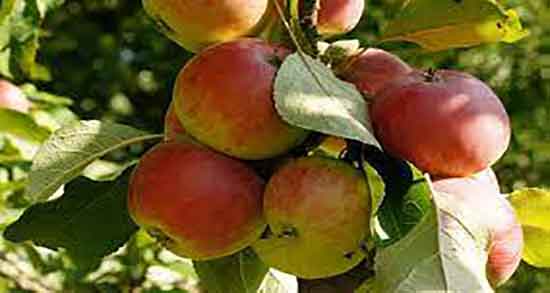 فواید سیب برای سگ و خواص مصرف سرکه سیب برای توله سگ فواید سیب برای سگ ؛ خواص مصرف سرکه سیب برای توله سگ