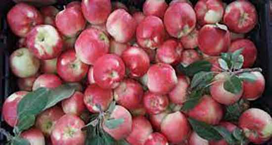 فواید سیب برای کبد و خواص مصرف سرکه سیب برای درمان کبد چرب فواید سیب برای کبد ؛ خواص مصرف سرکه سیب برای درمان کبد چرب