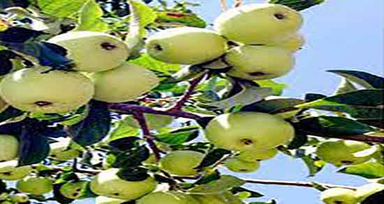 فواید سیب ترش ؛ خواص استفاده از سیب سبز ترش برای هضم غذا