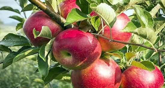 فواید سیب درختی زرد ؛ خاصیت مصرف سیب درختی زرد برای بدن