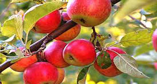 فواید سیب درختی سبز ؛ خواص سیب درختی سبز برای هضم غذا