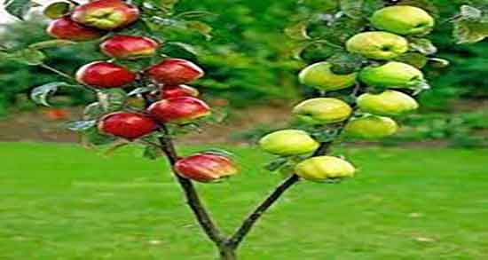 فواید سیب درختی قرمز ؛ مصرف سیب درختی قرمز برای پوست بدن
