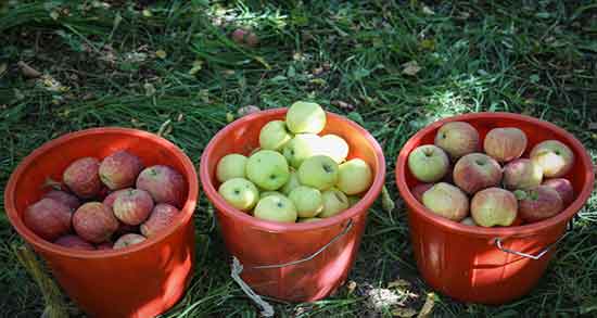 فواید سیب درختی ناشتا ؛ خاصیت مصرف سیب درختی ناشتا برای لاغری