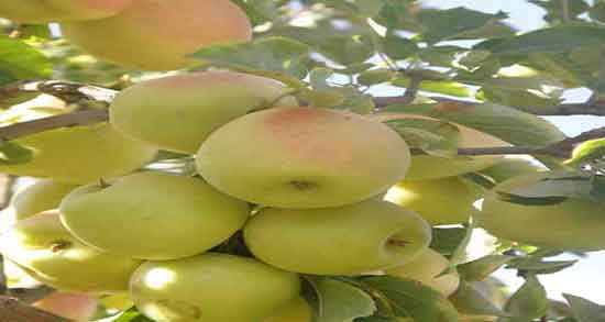 فواید سیب زرد پخته شده ؛ خاصیت مصرف سیب زرد پخته شده برای معده