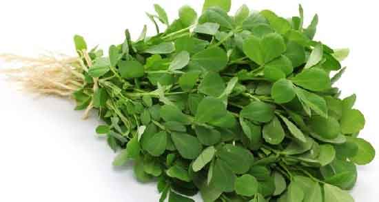 فواید شنبلیله برای دیابت ؛ فواید مصرف شنبلیله برای درمان دیابت