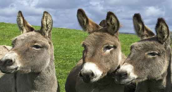 فواید شیر الاغ ؛ آشنایی با خواص و فواید مصرف شیر الاغ برای سلامتی