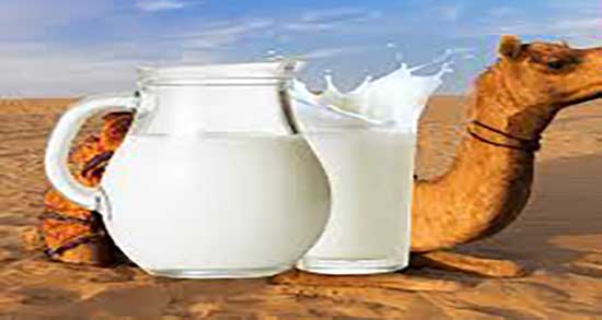 فواید شیر شتر برای دیابت ؛ خواص مصرف شیر شتر برای قند خون