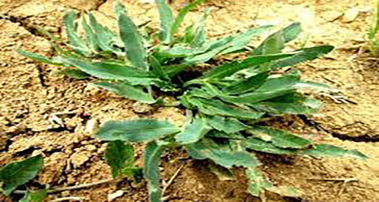 فواید غازیاغی ؛ خاصیت مصرف غازیاغی از نظر طب سنتی چیست