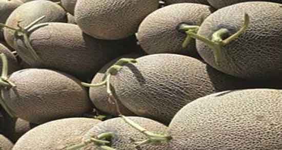 فواید ملون برای کرونا ؛ ایا خوردن ملون درمان بیماری کرونا مفیده