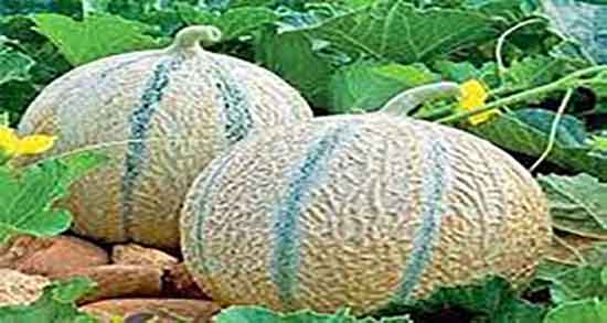 فواید ملون طالبی و خاصیت ملون طالبی برای زیبایی پوست صورت فواید ملون طالبی ؛ خاصیت ملون طالبی برای زیبایی پوست صورت