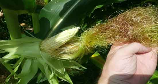 فواید نشاسته ذرت در بدنسازی ؛ مصرف نشاسته ذرت برای ورزشکاران