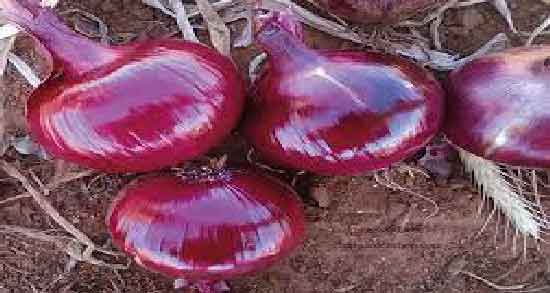 فواید و مضرات آب پیاز برای مو و همه چیز درباره استفاده از آب پیاز فواید و مضرات آب پیاز برای مو ؛ همه چیز درباره استفاده از آب پیاز