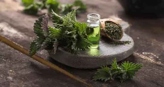 فواید و مضرات دمنوش گزنه ؛ همه چیز درباره مصرف دمنوش گزنه