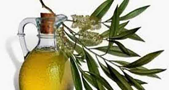 فواید و مضرات روغن اکالیپتوس ؛ خاصیت روغن اکالیپتوس برای بدن چیست