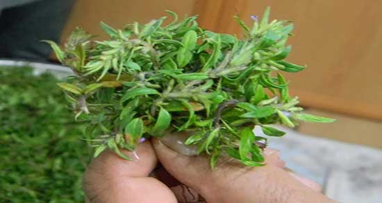فواید و مضرات عرق کاکوتی ؛ خواص و عوارض عرق کاکوتی برای گوارش