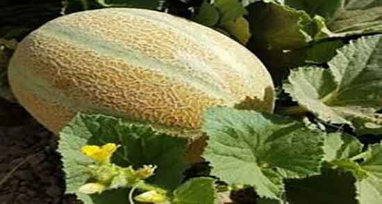 فواید و مضرات ملون ؛ خواص و عوارض مصرف ملون برای زنان حامله