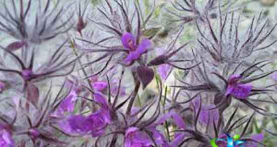 فواید و مضرات گل کوفته و خواص و عوارض مصرف گل کوفته چیست فواید و مضرات گل کوفته ؛ خواص و عوارض مصرف گل کوفته چیست